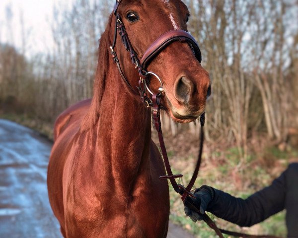 horse Aria (Trakehner, 2015, from Marseille 6)