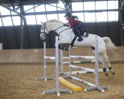 jumper Denario (Hanoverian, 2003, from Drosselklang II)