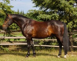 Springpferd Bahia del Sol (Kanadisches Warmblut, 2007, von Beau Soleil)