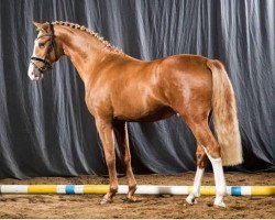 dressage horse Cool-Boy 3 (German Riding Pony, 2014, from Classic Dancer I)