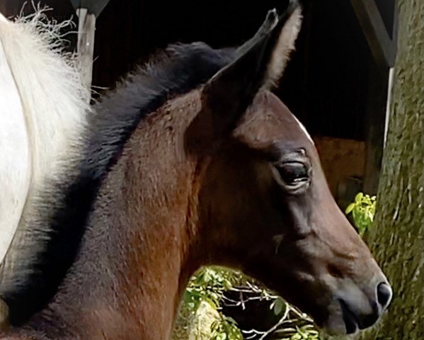 broodmare Nikita de Reve ZD (Holsteiner, 2021, from Nabab de Rêve)