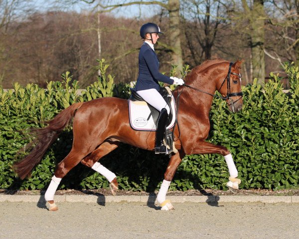 stallion Fonq (Westphalian, 2015, from Fürst Fohlenhof)