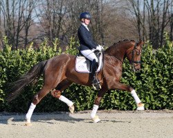 Deckhengst Quicksilver (Oldenburger, 2016, von Quantensprung 3)