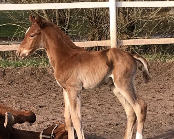 horse Quaramba Especial (Westphalian, 2019, from Quabri de l'Isle)