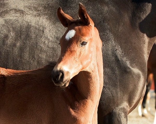 stallion Chacky (Hanoverian, 2021, from Chacfly PS)