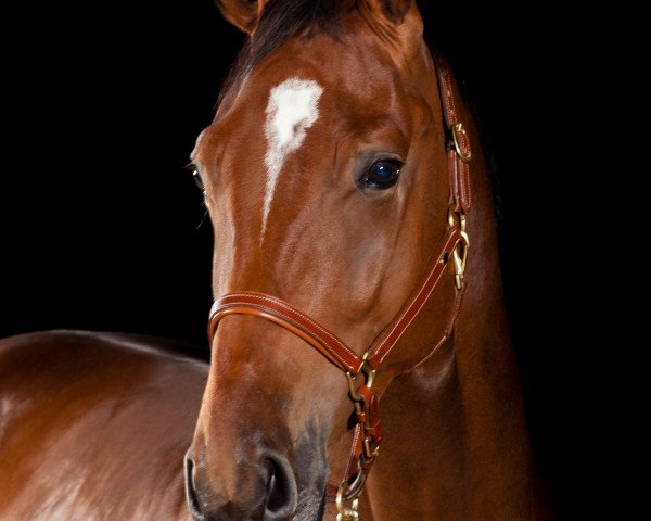 jumper Perfect Catch (Hanoverian, 2014, from Comte)
