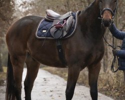 Pferd Ohio Star (Deutsches Sportpferd, 2017, von Orlando van de Heffinck)
