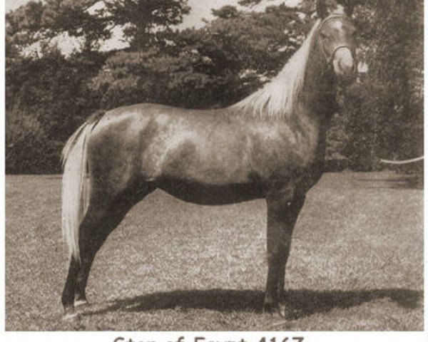 broodmare Star Of Egypt ox (Arabian purebred, 1947, from Raffles ox)