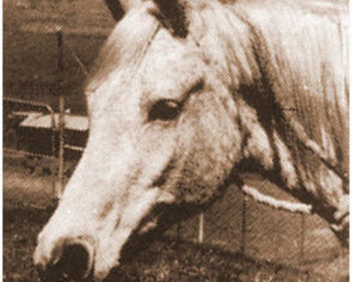 broodmare Rafina ox (Arabian purebred, 1939, from Raffles ox)