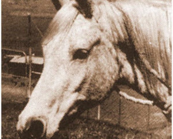 broodmare Rafina ox (Arabian purebred, 1939, from Raffles ox)