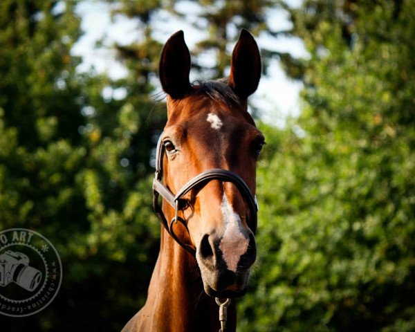 broodmare West Virginia 72 (Hanoverian, 2004, from Westernhagen)