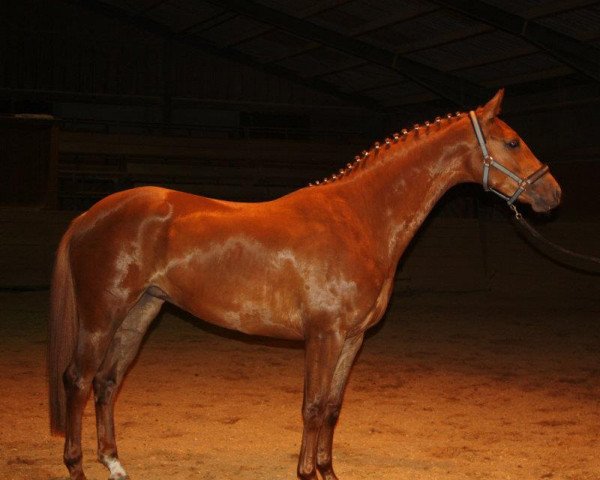 horse Fleurance (Westphalian, 2009, from Fürst Nymphenburg)