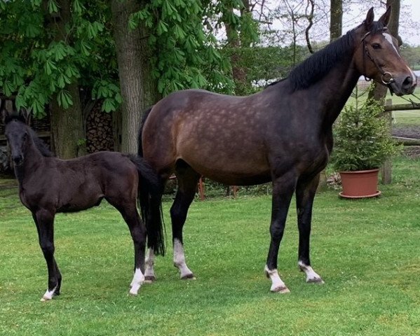 broodmare Quitte (Hanoverian, 2013, from FRH Quaid)