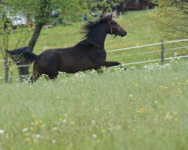 Pferd Frieda vom Ahle Garde (Westfale, 2019, von Flavis)