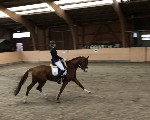 horse Kükenmoor's Bellafleur (Hanoverian, 2010, from Benetton Dream FRH 1301)