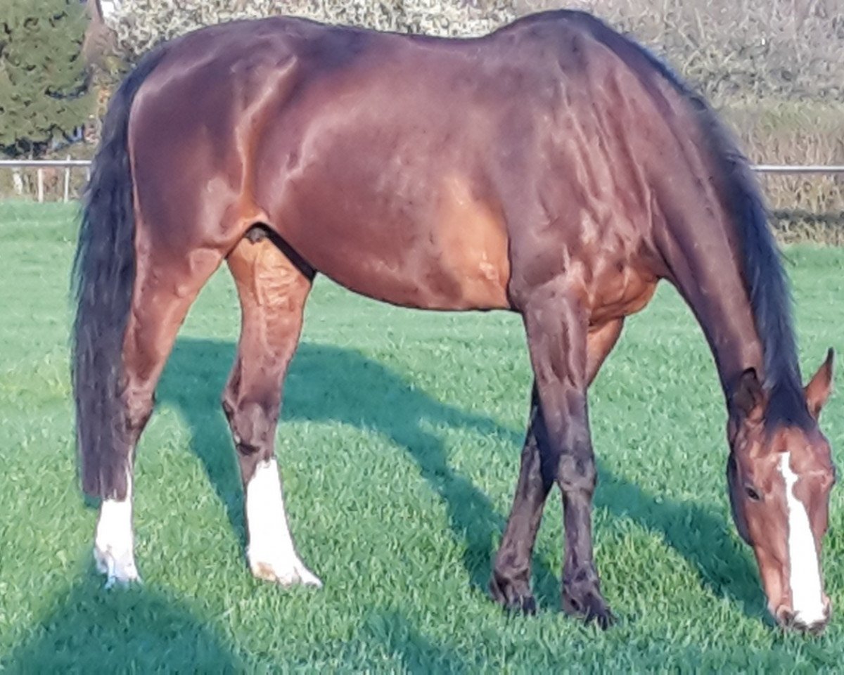 broodmare Olena U (Holsteiner, 1999, from Lorentin I)