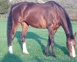 broodmare Olena U (Holsteiner, 1999, from Lorentin I)