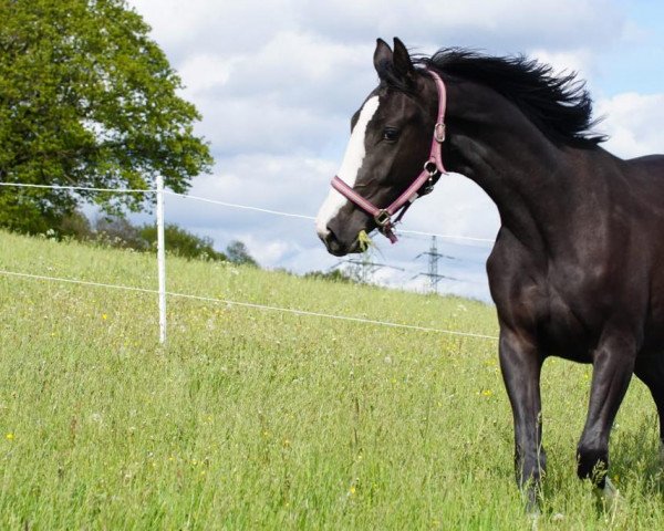 horse Cara vom Ahle Garde (Westphalian, 2019, from Comic)