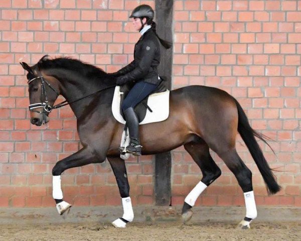 Pferd Sir Donnerstein (Westfale, 2016, von Sir Donnerhall I)