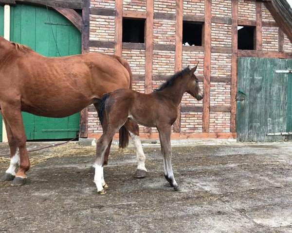 horse Sanja (Hanoverian, 2019, from Stolzenberg)