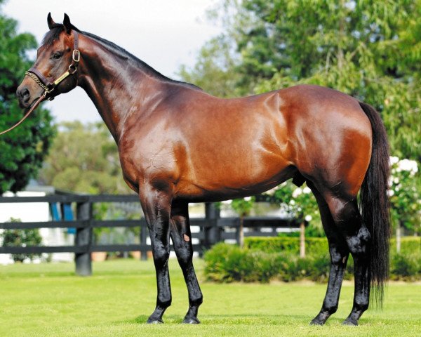 stallion I Am Invincible xx (Thoroughbred, 2004, from Invincible Spirit xx)