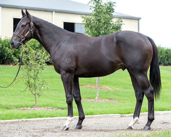Cavallo Hengst vo Pierro xx (Purosangue Inglese, 2015, di Pierro xx)