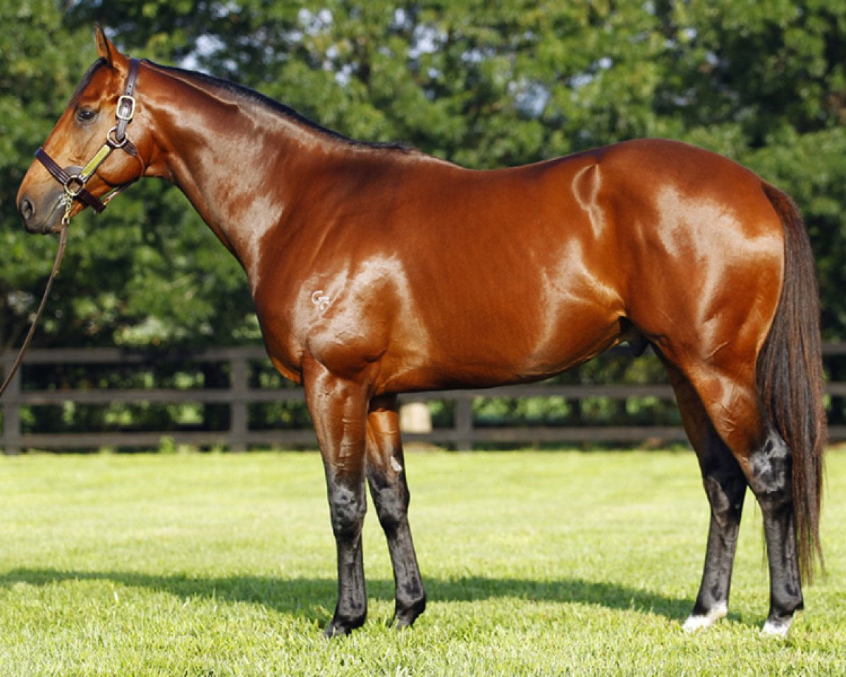 stallion All Too Hard xx (Thoroughbred, 2009, from Casino Prince xx)