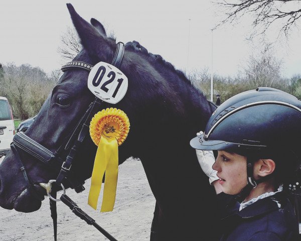 Dressurpferd Cerima (Deutsches Reitpony, 2012, von Nemax)