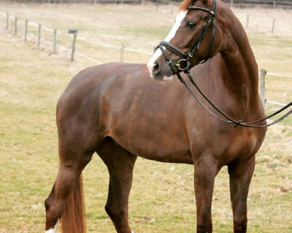 Dressurpferd Cuccurucucu (Oldenburger, 2007, von Sir Donnerhall I)