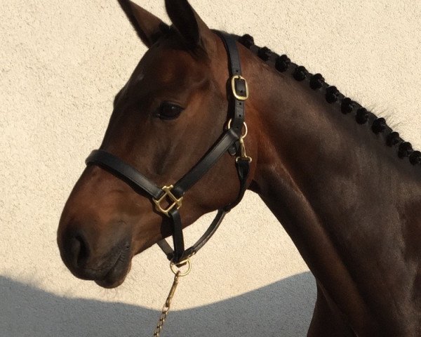 jumper Charisma 263 (Holsteiner, 2010, from Corrado I)