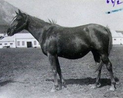 broodmare Kasket ox (Arabian purebred, 1934, from Kann 1927 ox)