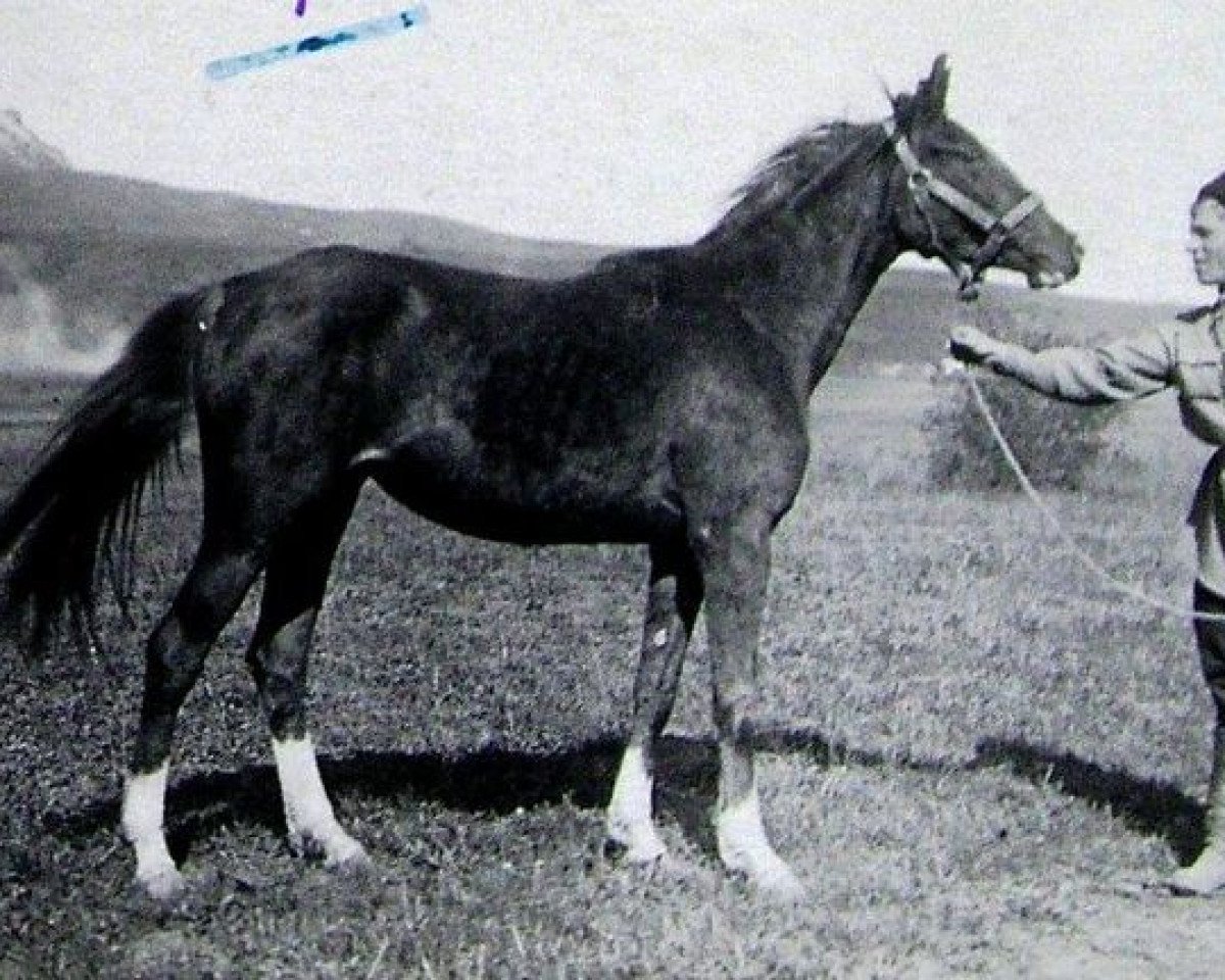 broodmare Figurantka ox (Arabian purebred, 1938, from Ferhan ox)