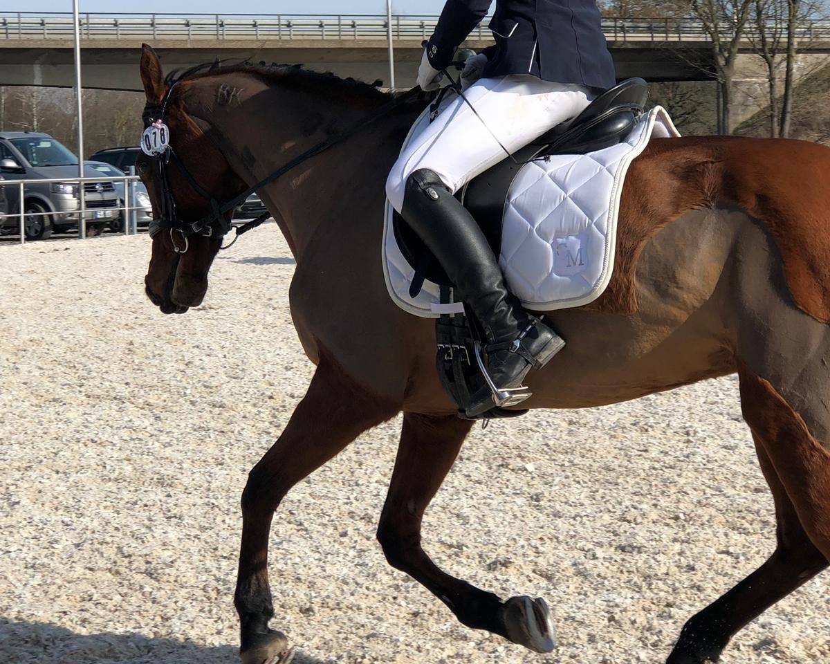 Fattrice Nora 514 (Pony da Sella Tedesco, 2004, di Kaiser Konrad)