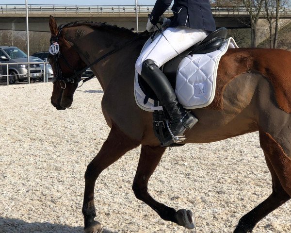 Dressurpferd Nora Roségold (unbekannt, 2004)