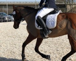 dressage horse Nora Roségold (unknown, 2004)