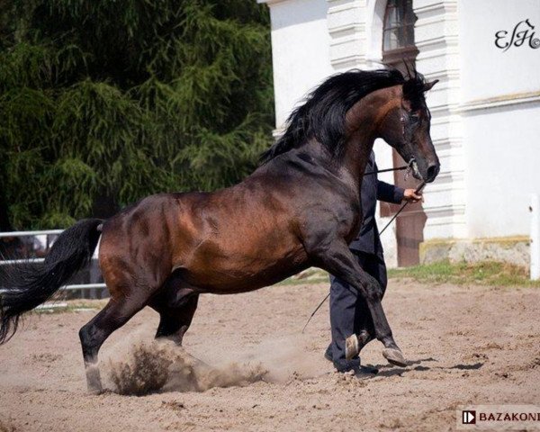 stallion Pilot ox (Arabian purebred, 1987, from Fawor ox)