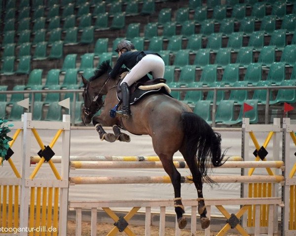 jumper U Wiana van de Tojopehoeve Z (Zangersheide riding horse, 2011, from Ultimo)