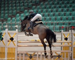Springpferd U Wiana van de Tojopehoeve Z (Zangersheide Reitpferd, 2011, von Ultimo)
