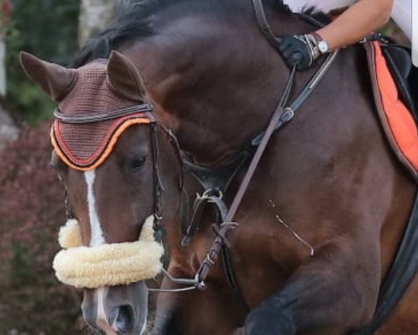 jumper Dahira (Swiss Warmblood, 2011, from Unbekannt SUI)