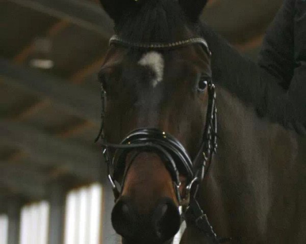 horse Cantolinox (Oldenburg, 2003, from Cantona)