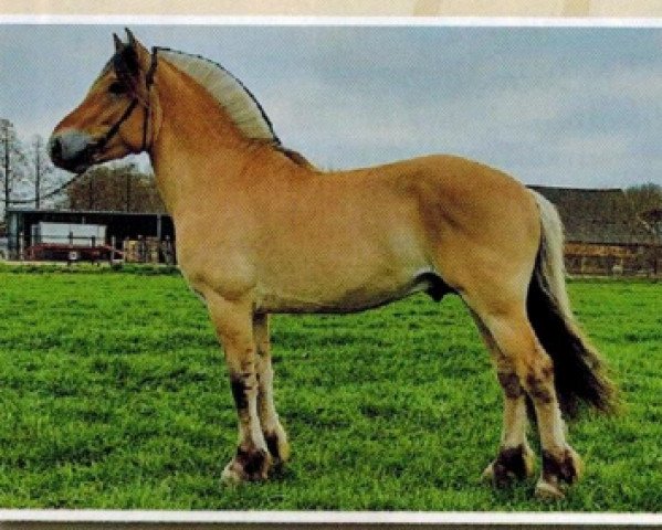 horse Ural (Fjord Horse, 2018, from Niko)