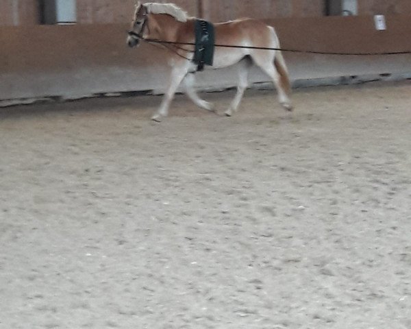 Pferd Stute von Sherlock Holmes C (Haflinger, 2014, von Sherlock Holmes C. (2,15% ox))