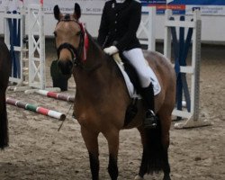 dressage horse Laffran Dancing Deern (German Riding Pony, 2007, from Arts-Dancer-Boy)