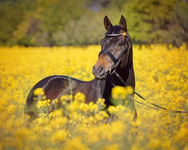 dressage horse Huckleberry Finn (Hanoverian, 2008, from Hofrat)