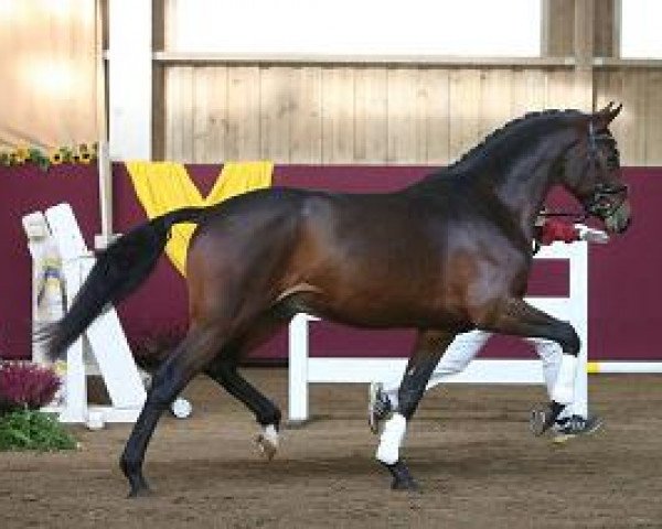 dressage horse Lord Henrico (Württemberger, 2012, from Lord Leopold 7)