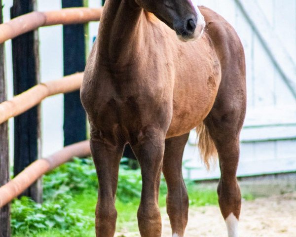 horse Bardolino (Hanoverian, 2018, from Borsalino)