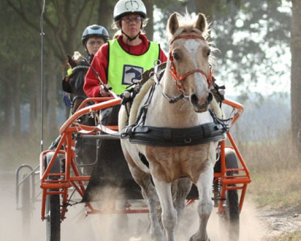 horse Timmy (sonstiges Pony, 2002)