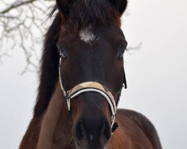 dressage horse Pajamo (Lewitzer, 2006, from FS Pontiac) dressage horse Pajamo (Lewitzer, 2006, from FS Pontiac)