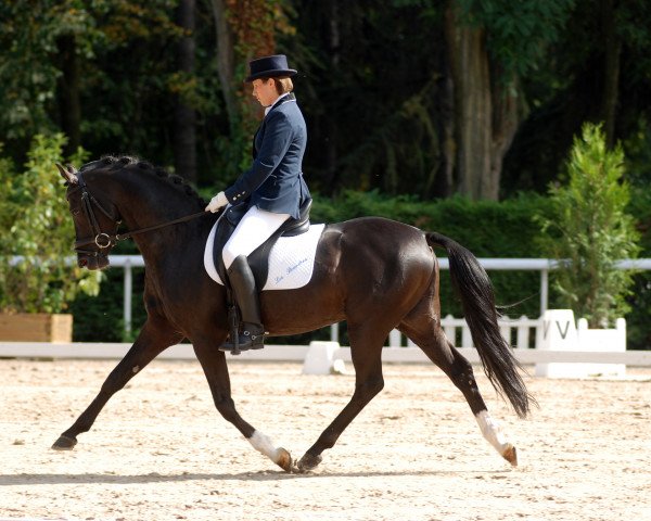 stallion Viersen K (German Riding Pony, 1998, from Valido's Boy)