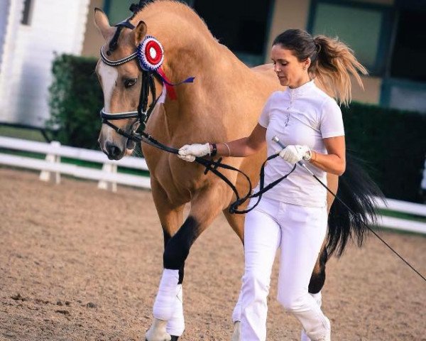 stallion Carlchen 57 (German Riding Pony, 2007, from FS Champion de Luxe) stallion Carlchen 57 (German Riding Pony, 2007, from FS Champion de Luxe)